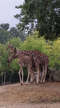 11-girafe