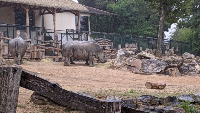 12-rhinoceros