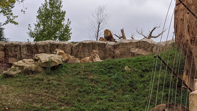 13-lion