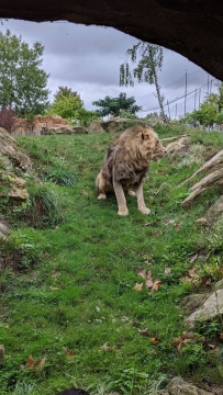 14-lion-proche