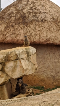15-suricate-debout