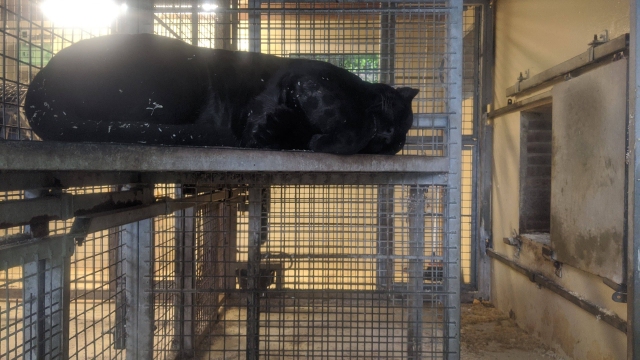 17-panthere-noire-dort