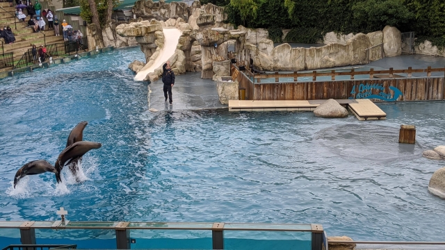 22-spectacle-otaries