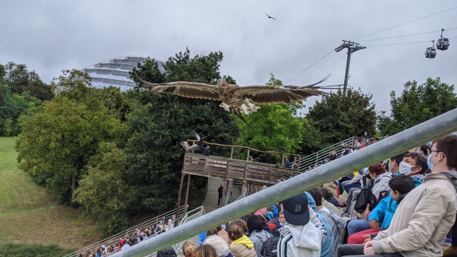 24-spectacle-oiseaux