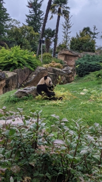 25-panda-geant-mange