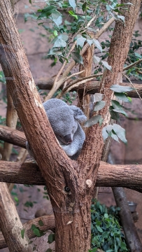 26-koala-dort