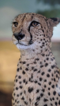 3-guepard-visage