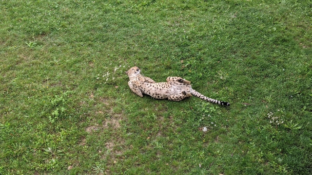 4-guepard-entier