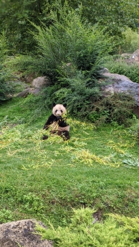 5-panda-zoo-beauva