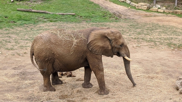 6-elephant