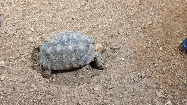7-bebe-tortue