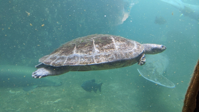 8-tortue-l-eau