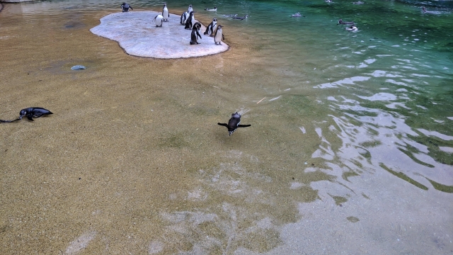 9-pingouin