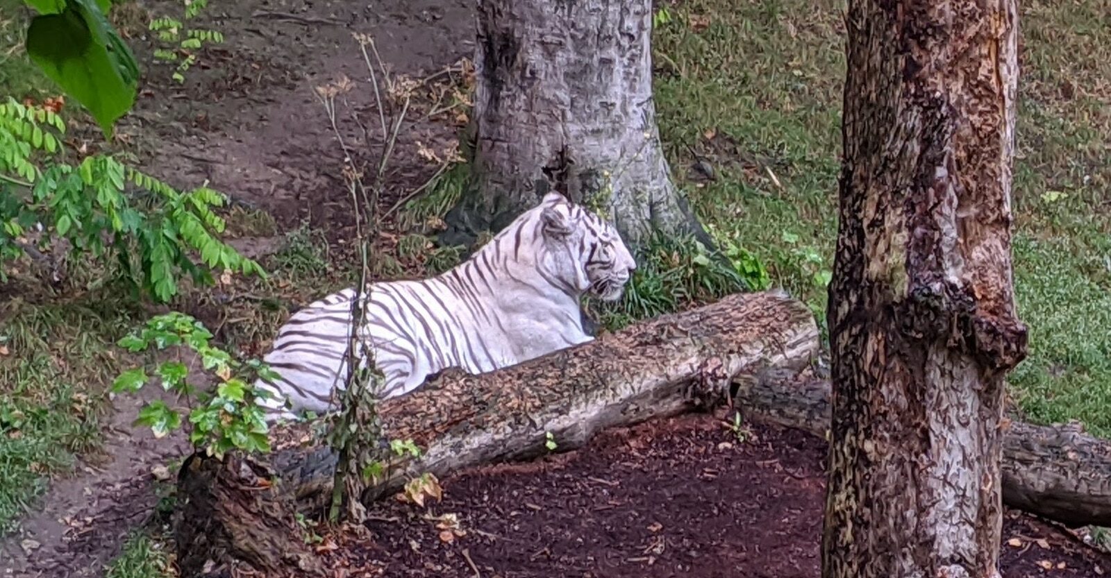 Un week-end au Zoo de Beauval