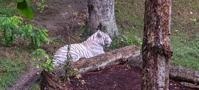 tigre-blanc-zoo