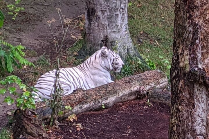 Un week-end au Zoo de Beauval